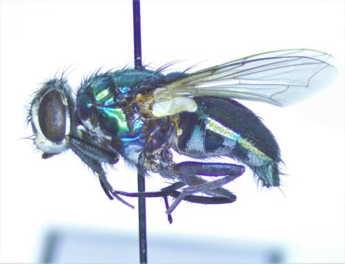 Lucilia sericata